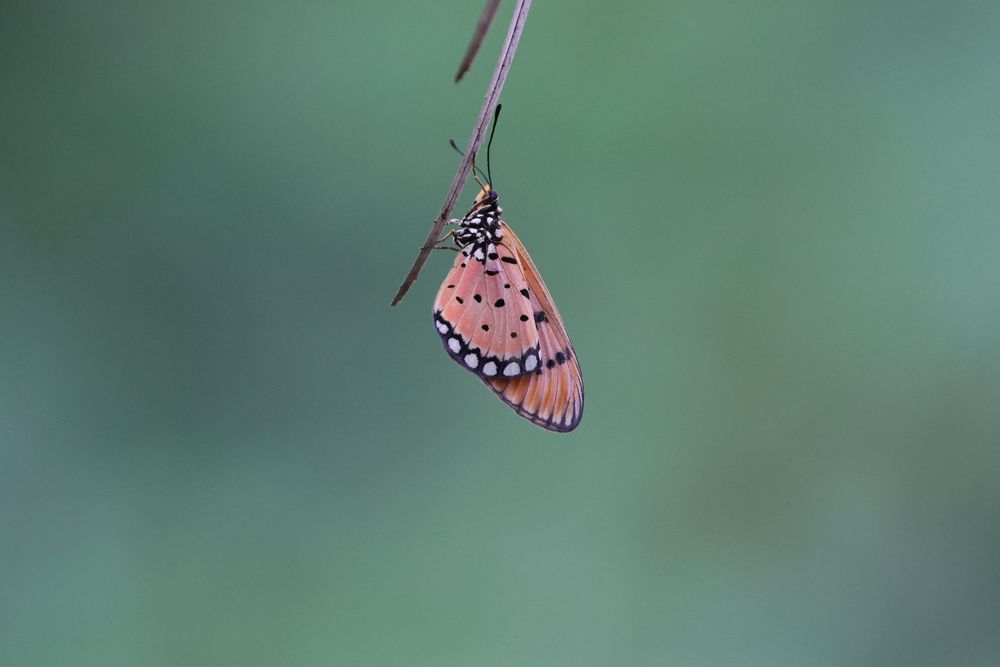 Acraea terpsicore