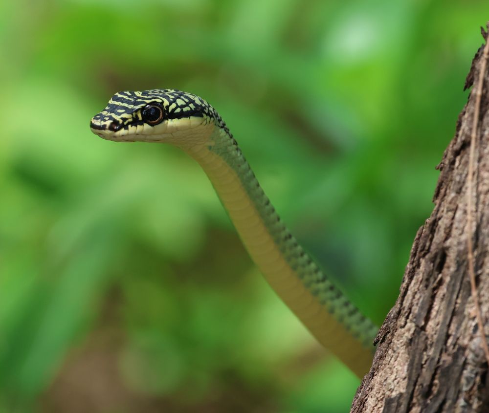 Chrysopelea ornata