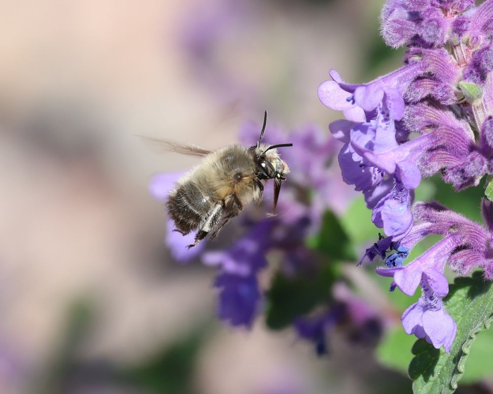 A bee, Anthophora sp. visiting a nepeta
