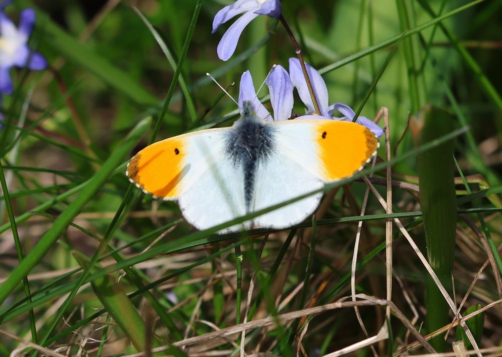 Anthocharis cardamines