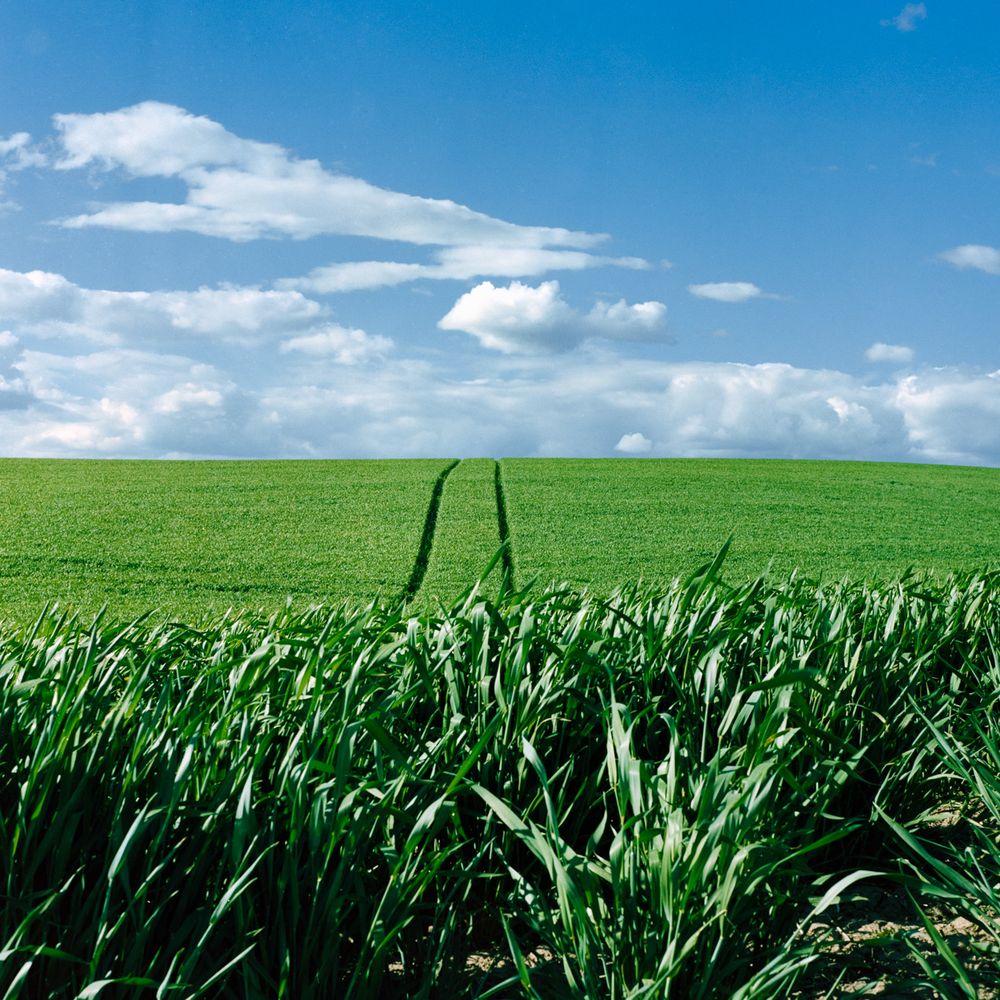 A picture of a green farm field and cloudy blue sky with tractor tracks leading off into the horizon