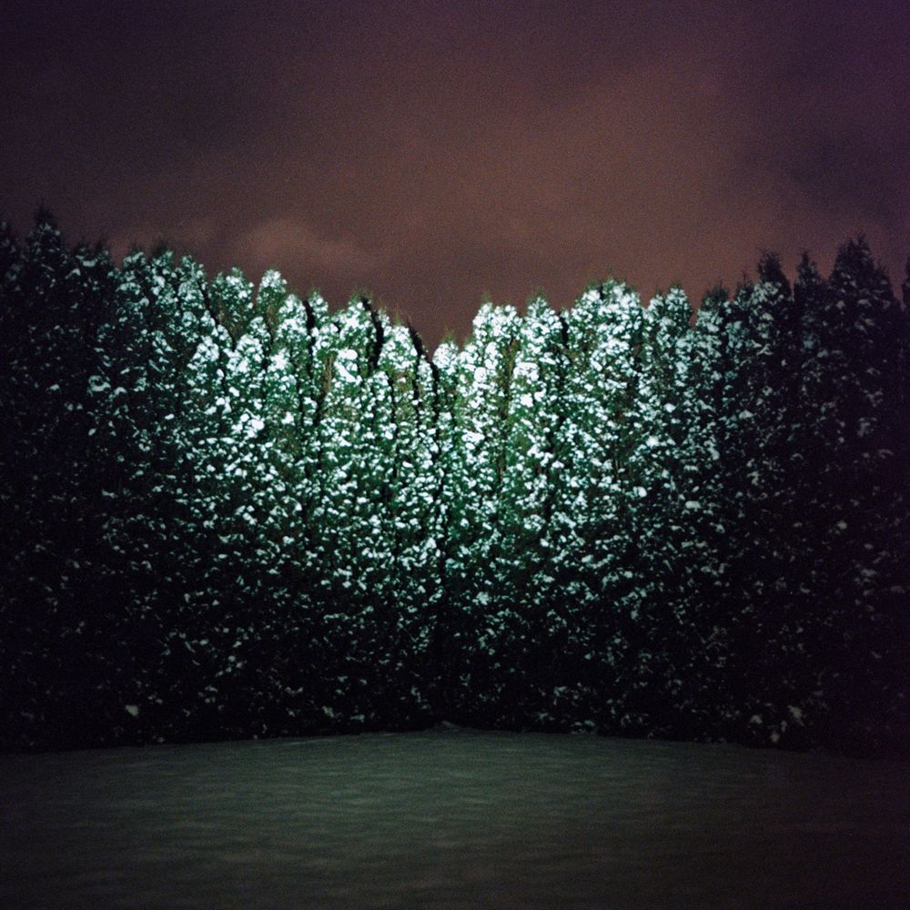 A row of tall hedges dusted with snow at night 