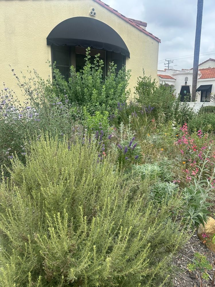 an overcast day in the california native plant garden. many green to gray green shrubs of the coastal sage scrub are beginning to bloom. 