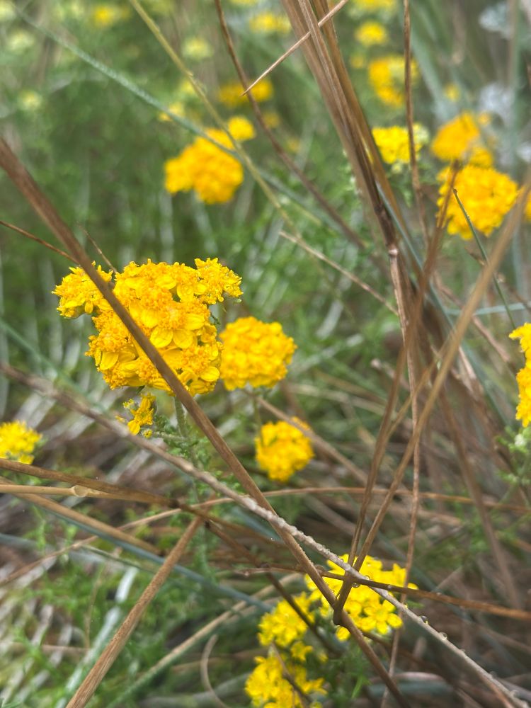 Golden yarrow in bloom. 