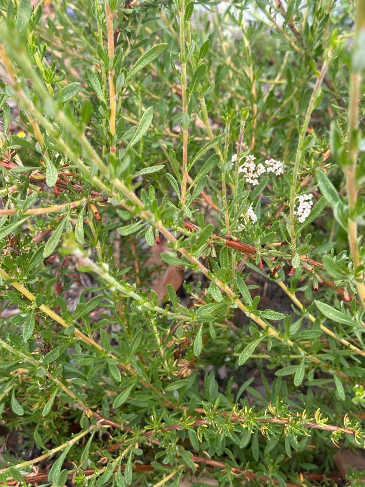 california buckwheat on a gloomy day