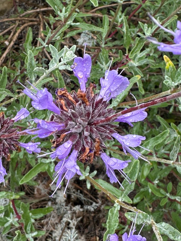 purple sage flowers in the rain
