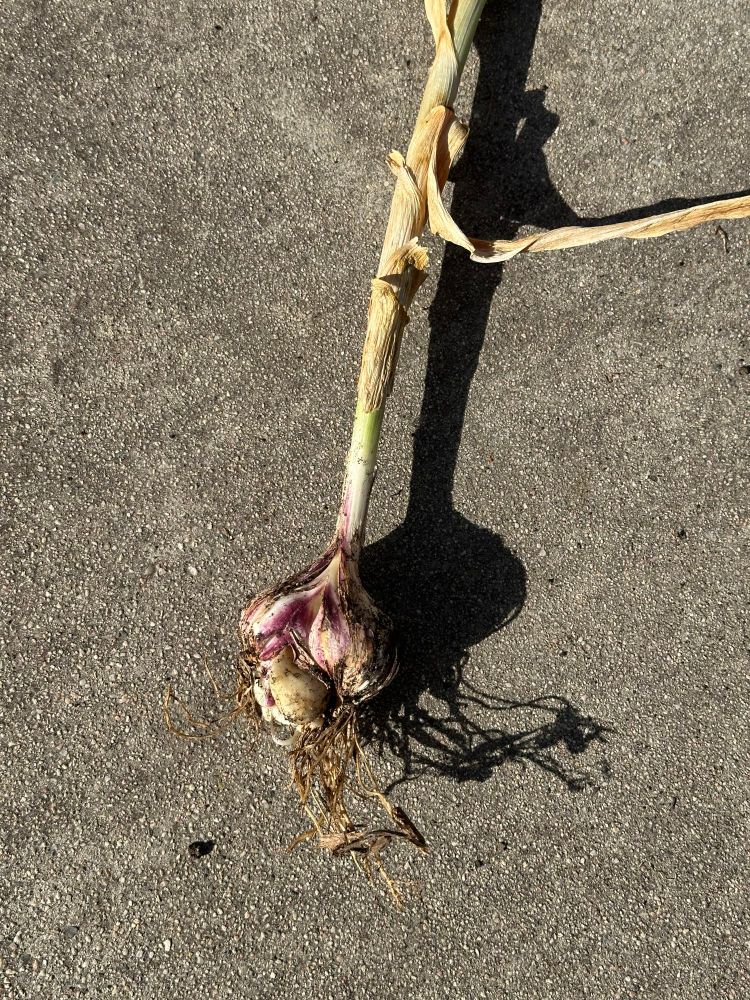 a garlic bulb that is splitting apart 