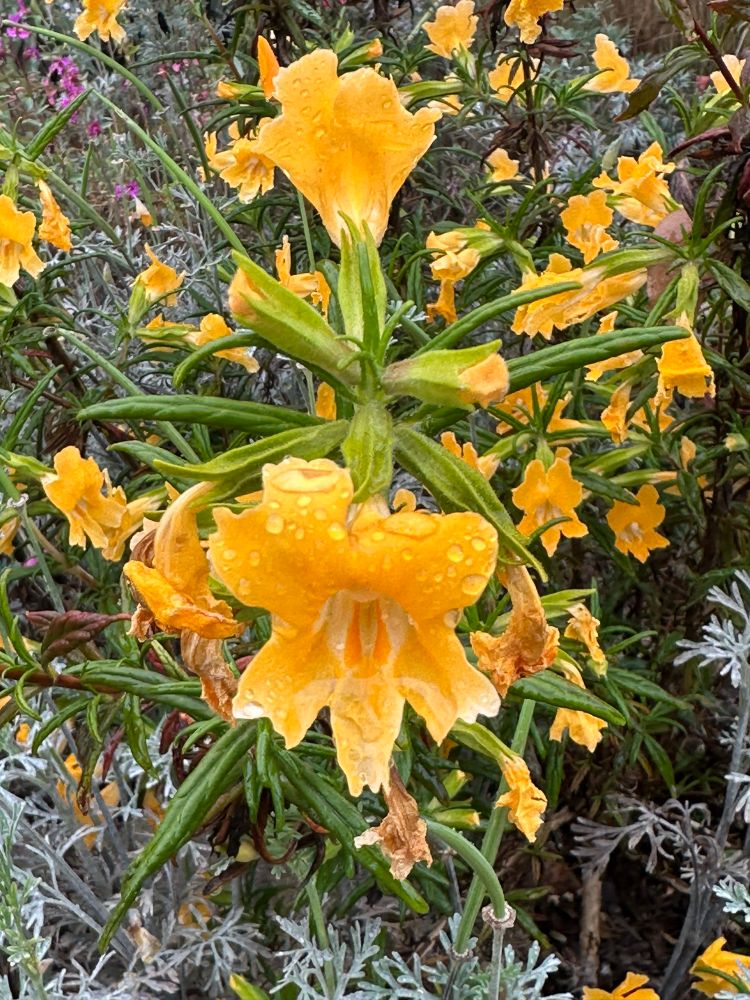 a bright orange sticky monkey flower blossom 