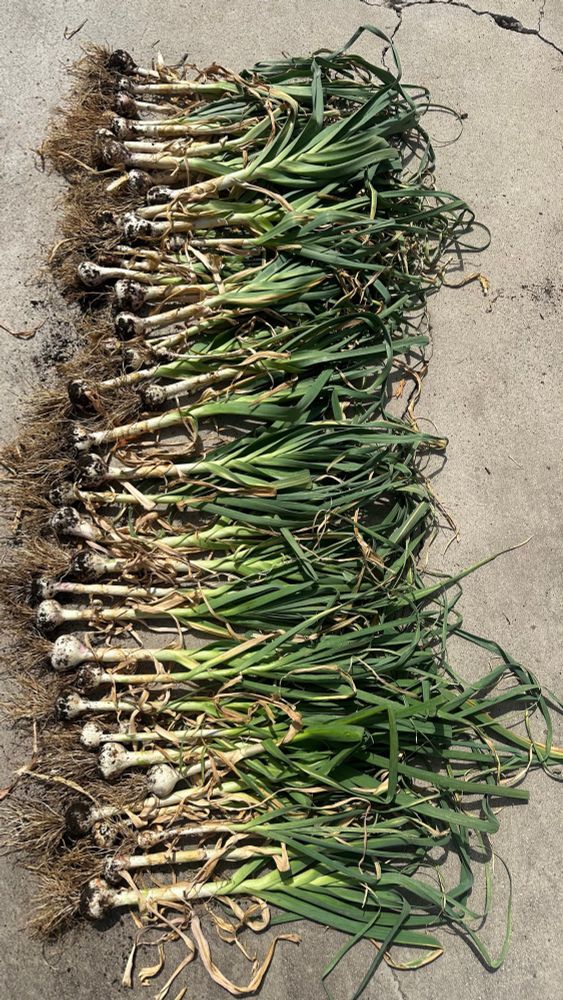 a few dozen freshly harvested bulbs of garlic. 