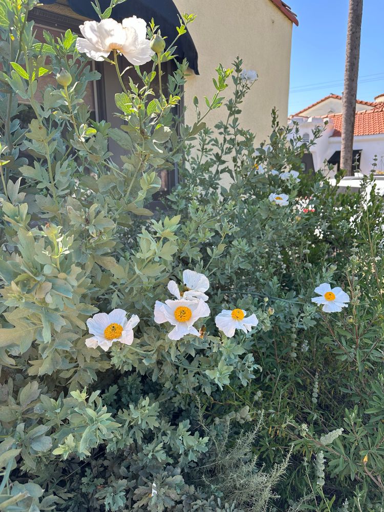 romneya coulteri blooming with showy white and yellow flowers. 