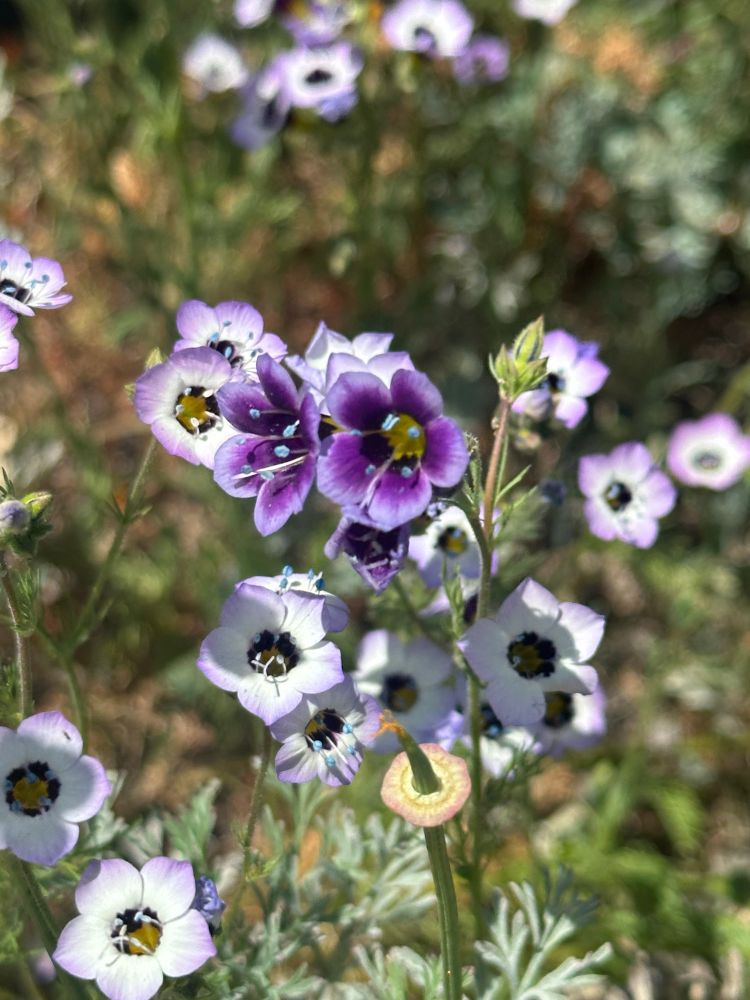 many blooming bird’s eye gilia on a sunny day