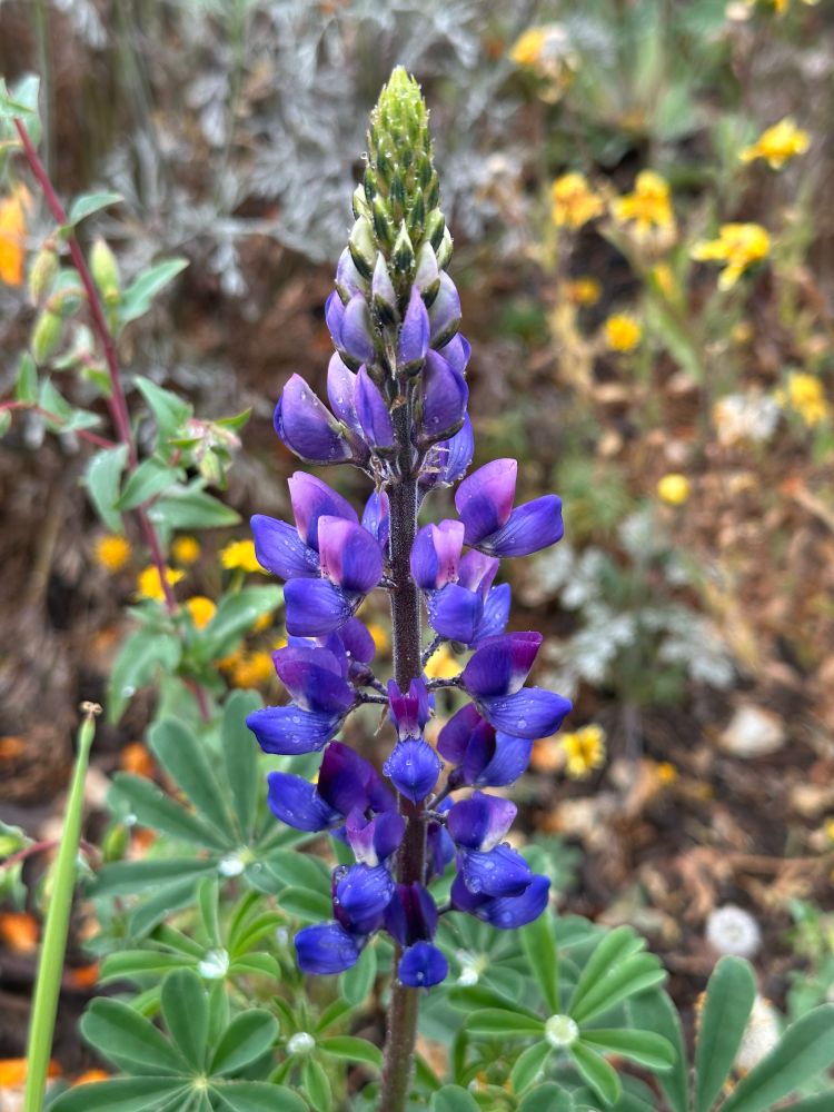 the last of the arroyo lupine blooming. 