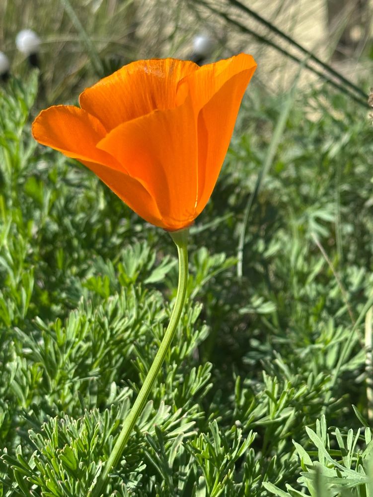 a single bright orange California poppy blossom. 