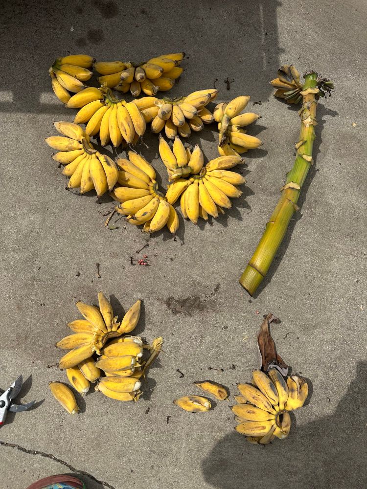 a grip of bananas cut from the stalk. 