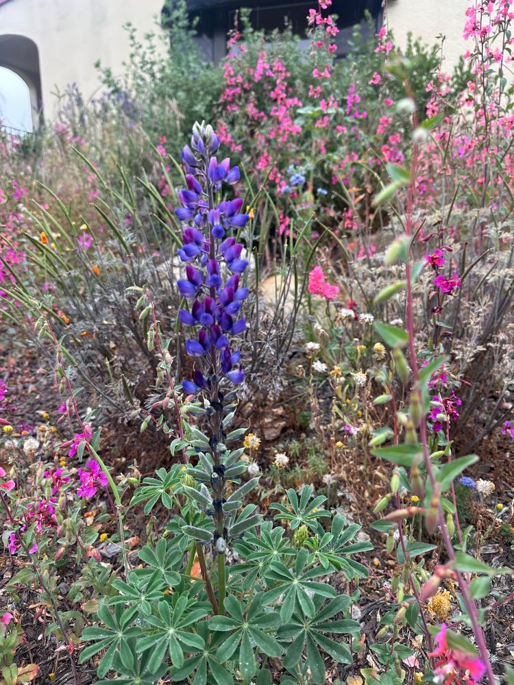 a yard full of california native wildflowers. a miniature lupine is in bloom in front of elegant clarkias. 