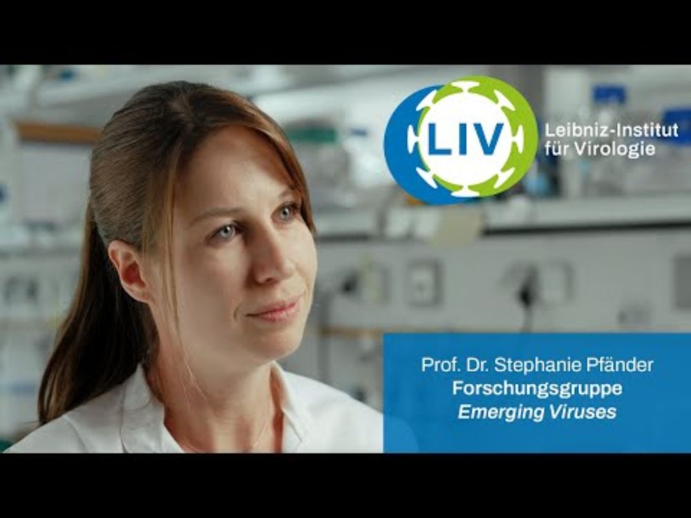Forschungsgruppe Emerging Viruses (Prof. Dr. Stephanie Pfänder)