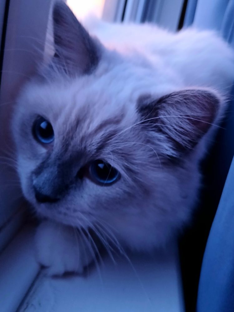 Close up of white kitten with blue eyes on the windowsill in cool early morning light 