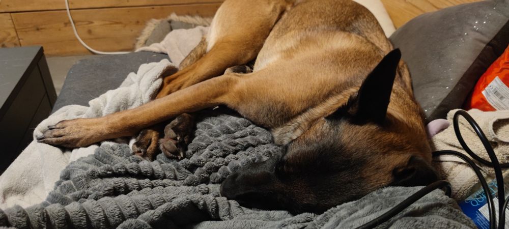 Ein Malinois auf einem Sofa, er liegt auf der Seite, die Hinterbeine an den Körper gezogen, das Vorderbein über die Hinterbeine gelegt. Er liegt auf zwei grauen Decken