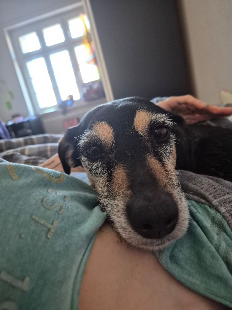 Closeup of a very boopable cute dog nose, as said incredibly cute dog wakes me by putting her head on my chest/in my face.