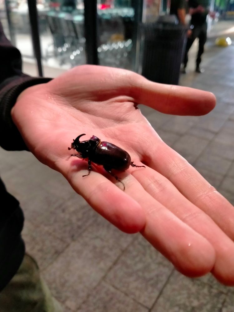 Жук-носоріг