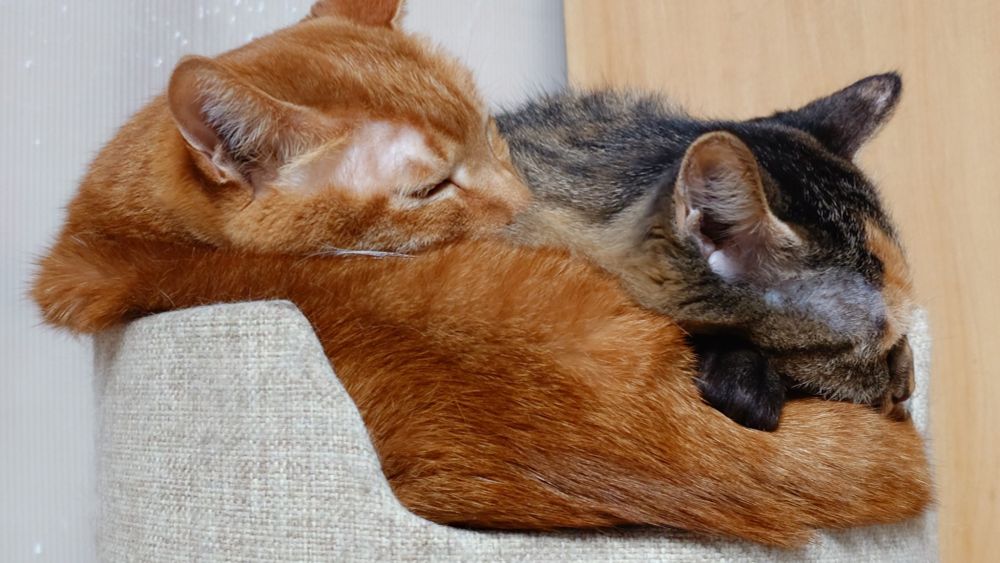 キャットタワーの小さなサークルの中で茶トラ猫（トロワ 12歳）とキジトラ/サビ猫（しっぽちゃん 13歳）が体を寄せ合って眠っている。2匹の体が重なるように丸くなって休んでいる