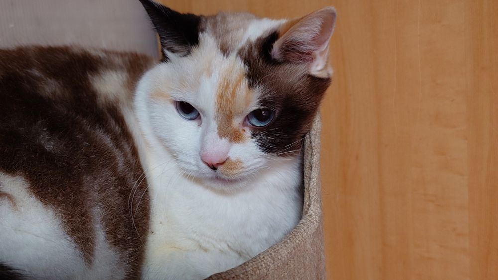 白、茶色、黒の模様を持つ猫/ポインテッド（雫 6歳）の顔のクローズアップ。ベージュの布製のキャットタワーのサークルの縁に左頬を乗せている。青い目をしており、少し眠たそうな表情でこちらを見つめている