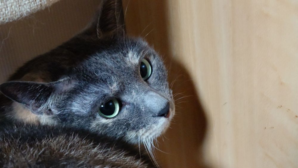 緑色の目を持つ、青みがかった灰色の毛並み（ダイリュート・キャリコ/トーティ/薄サビ）の猫（みづき 6歳）のクローズアップ。猫は右側を向いて、カメラを見つめている