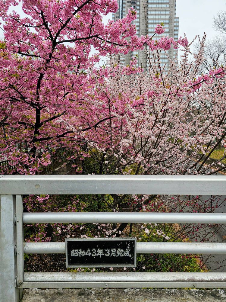 Sakura on bridge