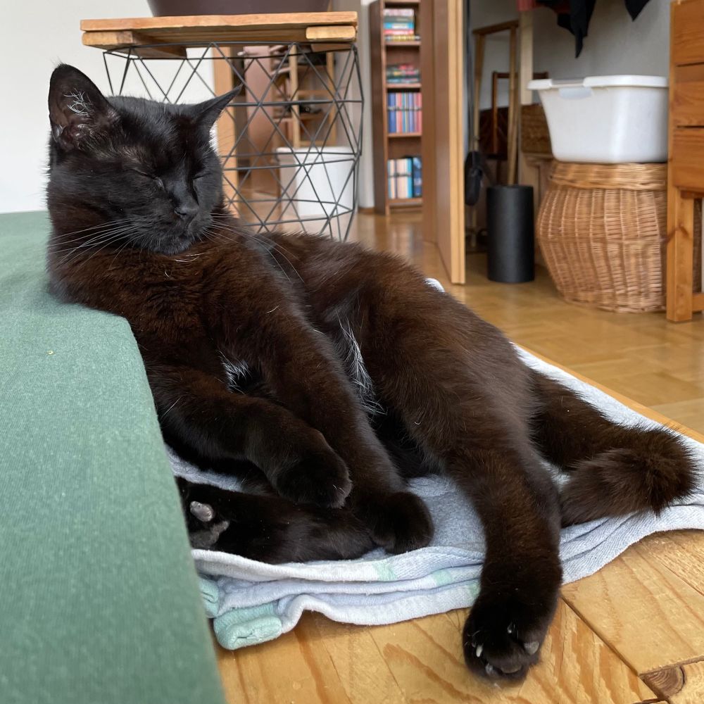 Schwarze Katze liegt separat am Rand des Bettes auf ihrem Deckchen. Sie sitzt wie ein kleiner windschiefer Buddha mit zugekniffenen Augen. 