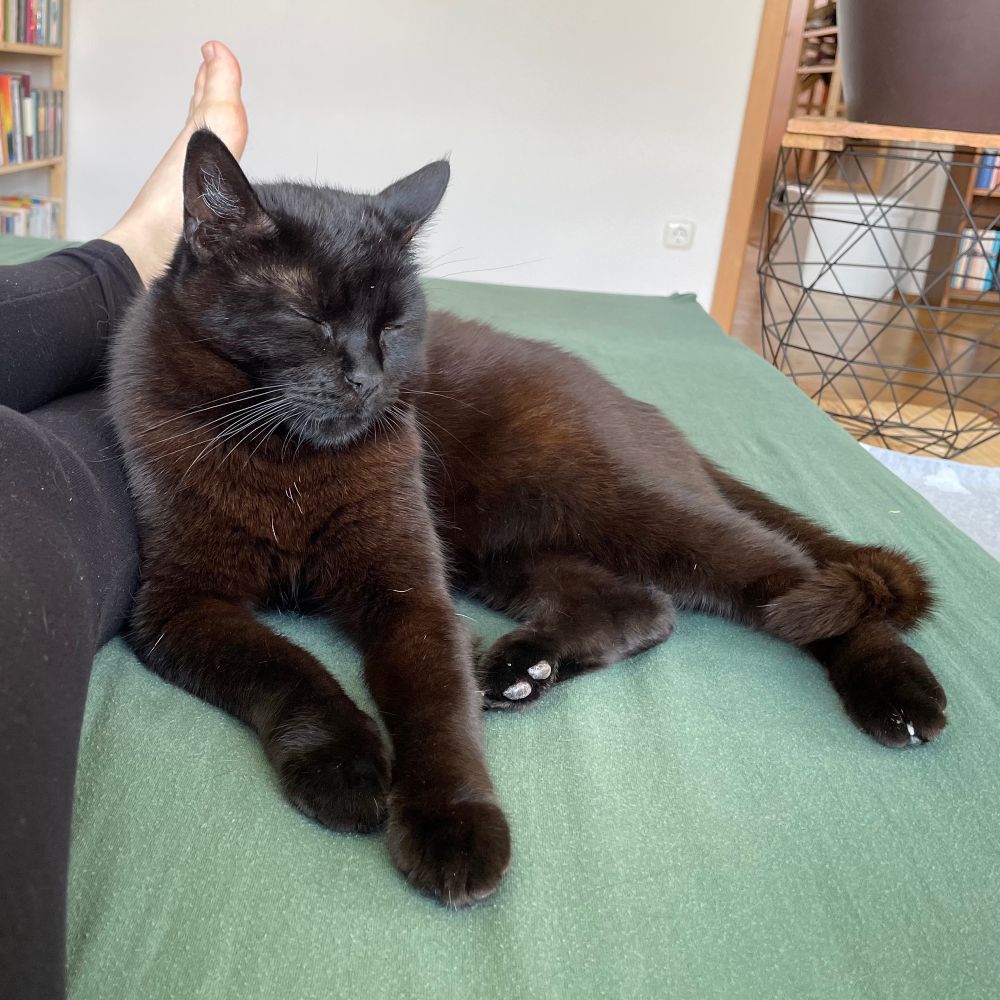 Schwarze Katze liegt mit zugekniffenen Augen an mein Bein gekuschelt im Bett. 
