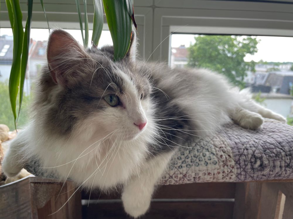 Grau-weiße Langhaarkatze liegt auf einer Decke unter einer Zimmerpflanze. 