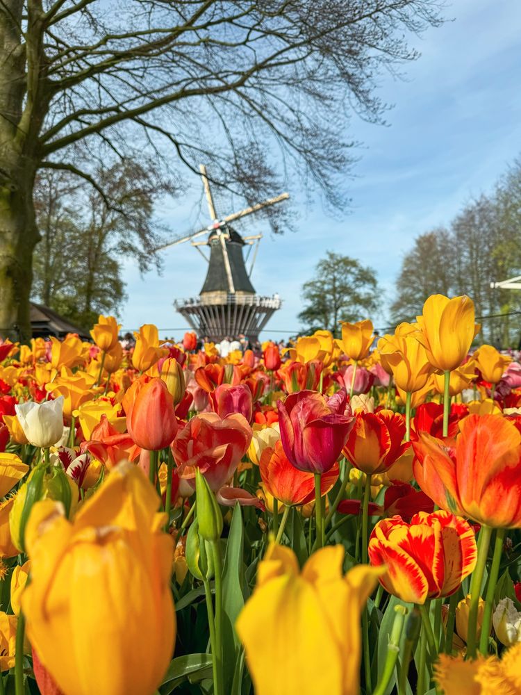 A vibrant field of tulips in various colors, including yellow, orange, red, and white, with a traditional Dutch windmill in the background. The scene is framed by bare tree branches under a clear blue sky.