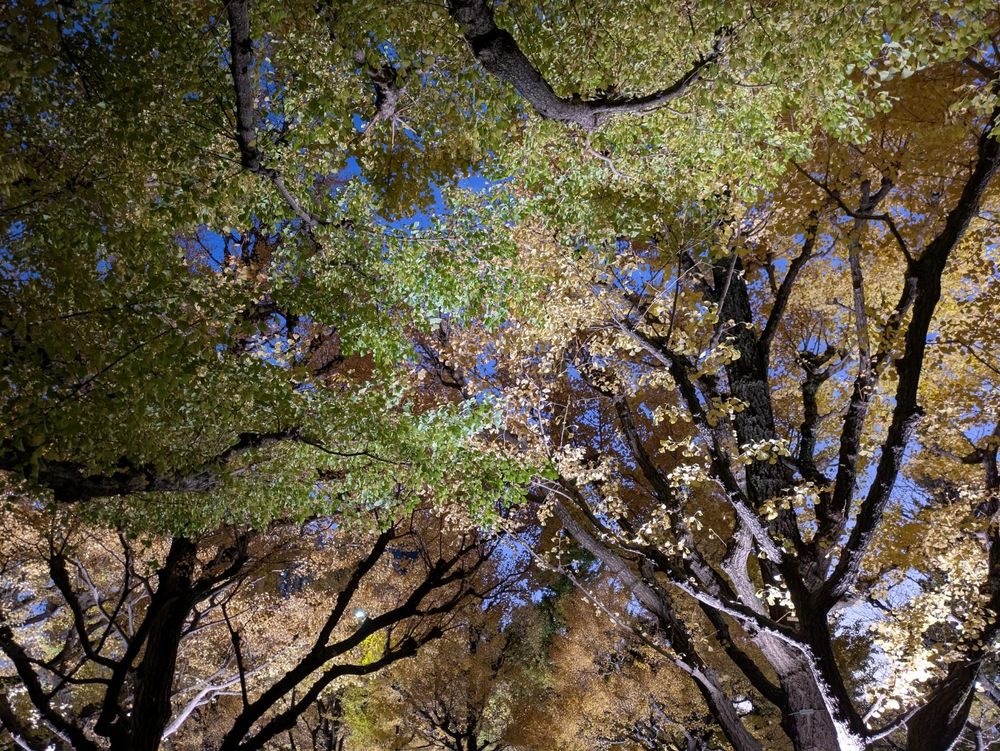 Green and yellow trees lit from below