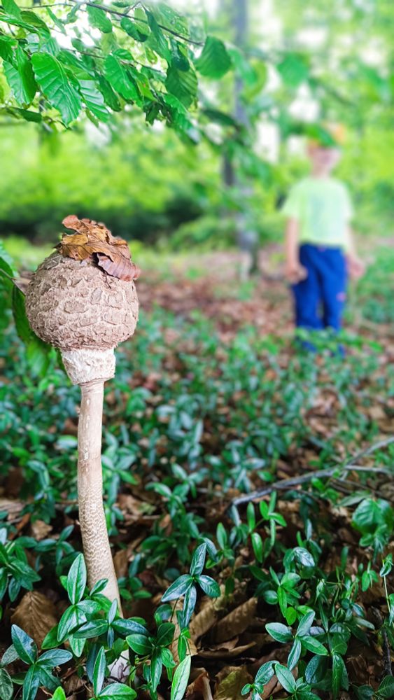 Parasolschlegel im Wald