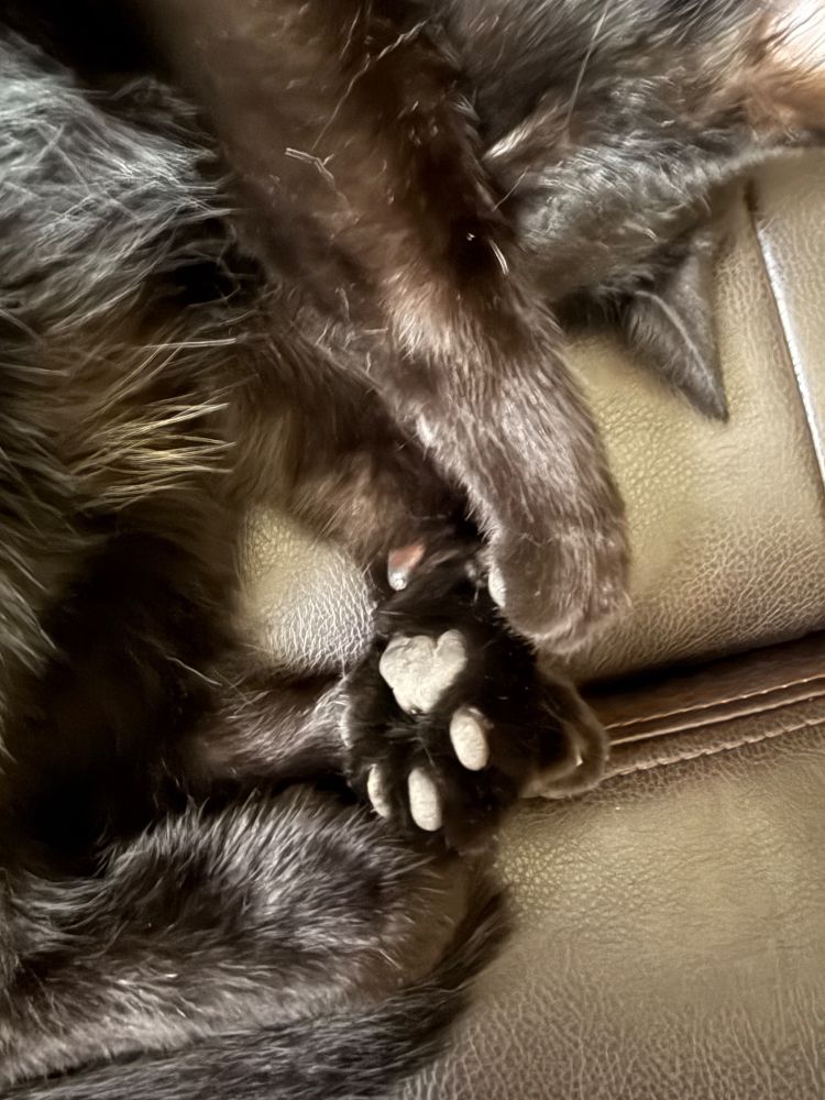 Closeup of black cat’s paw