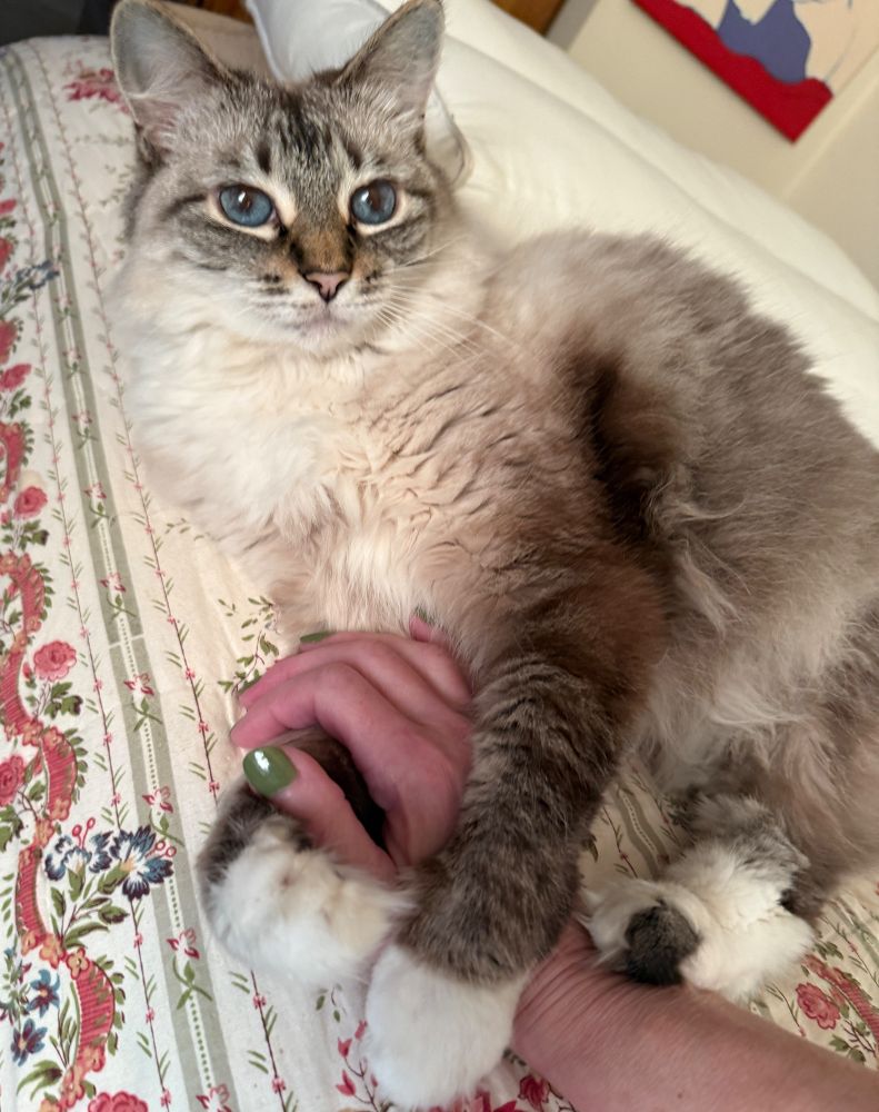 Fluffy lynx point cat holding human’s hand