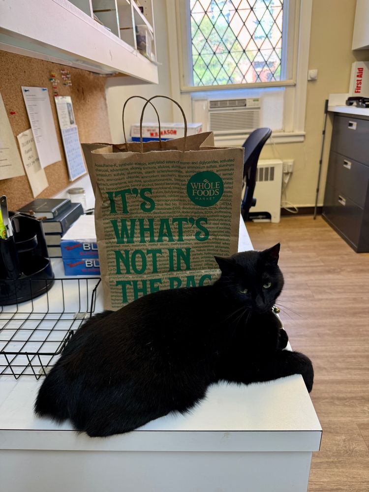 Black cat sitting in front of bag