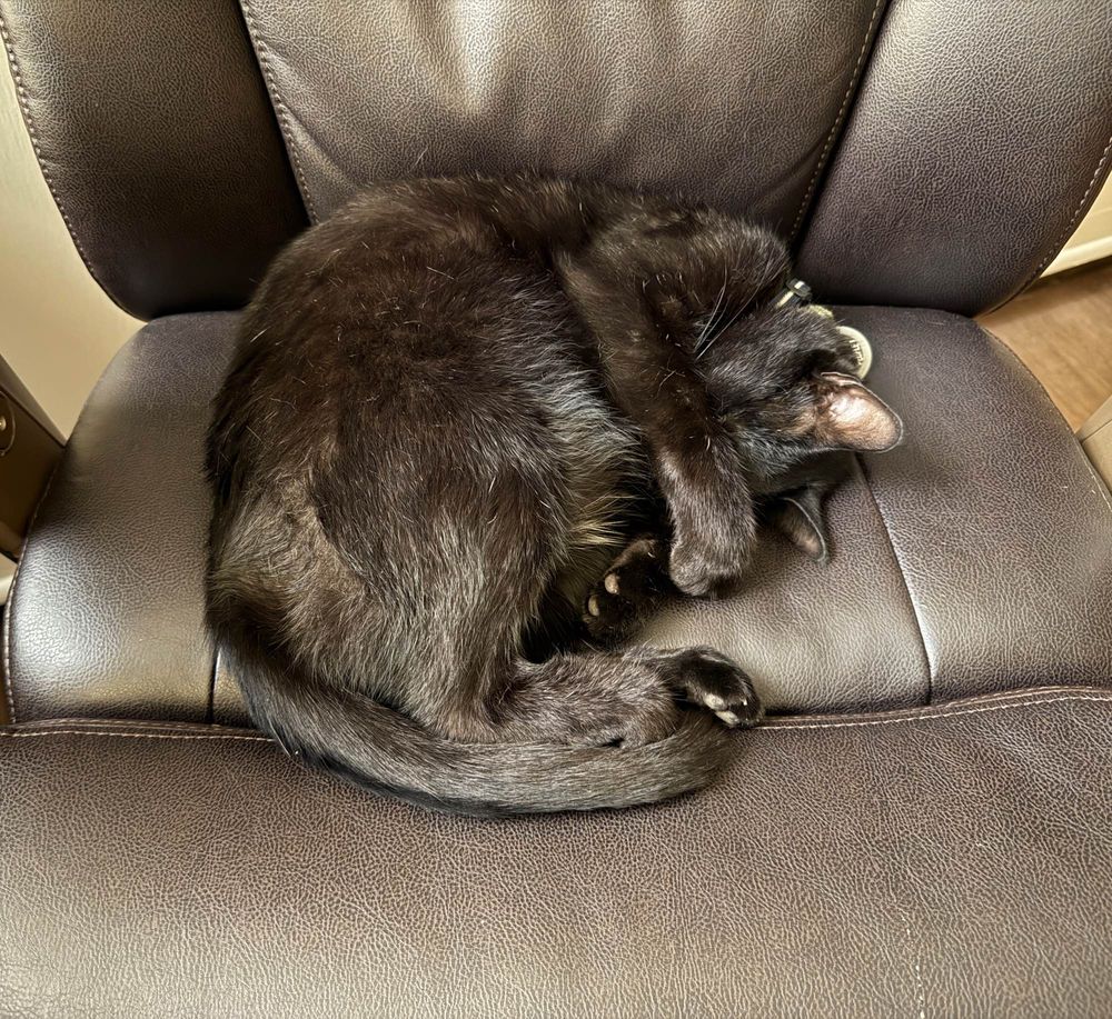 Sleepy black cat