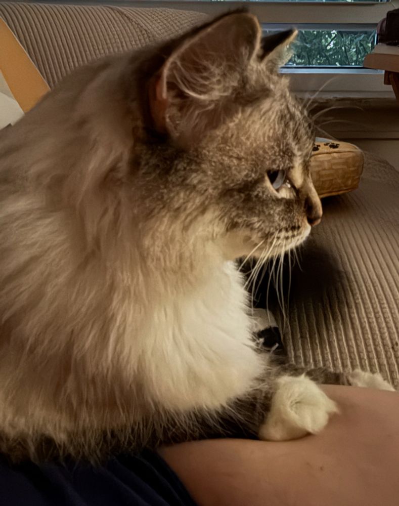 Fluffy cat in profile