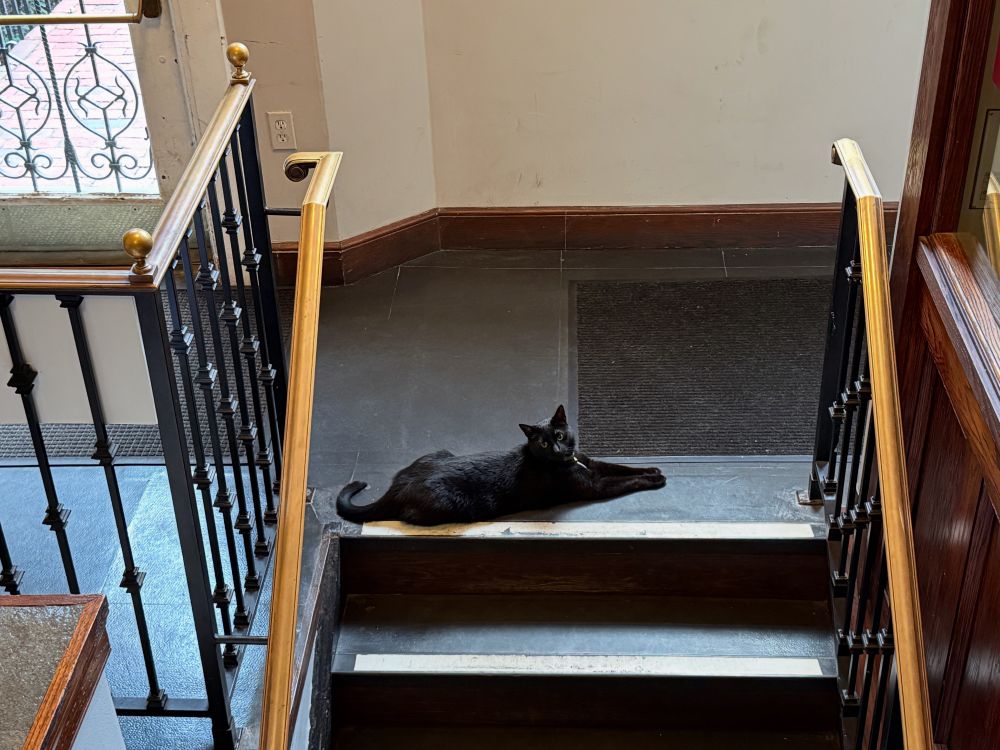 Black cat at top of stairs