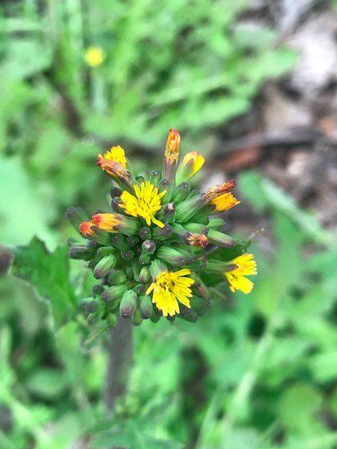 Image: Youngia japonica, by William Hamersky for Blue Ridge PRISM