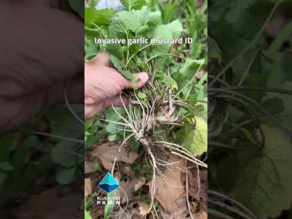 Invasive garlic mustard ID part 1