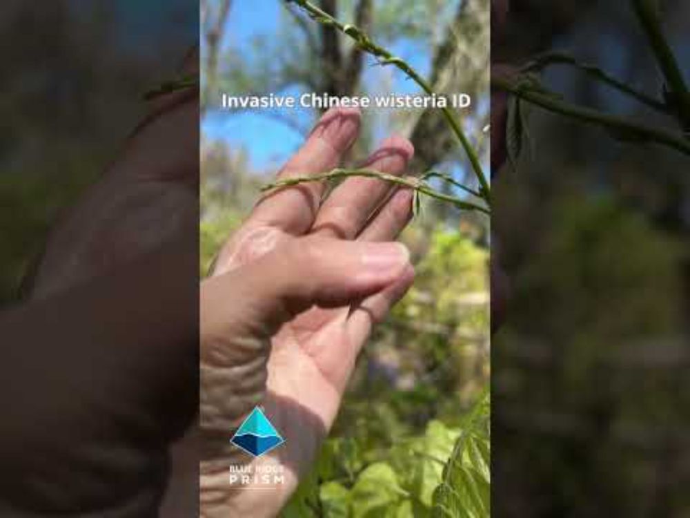 Invasive Chinese wisteria ID