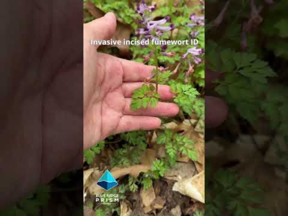 Identifying invasive incised fumewort