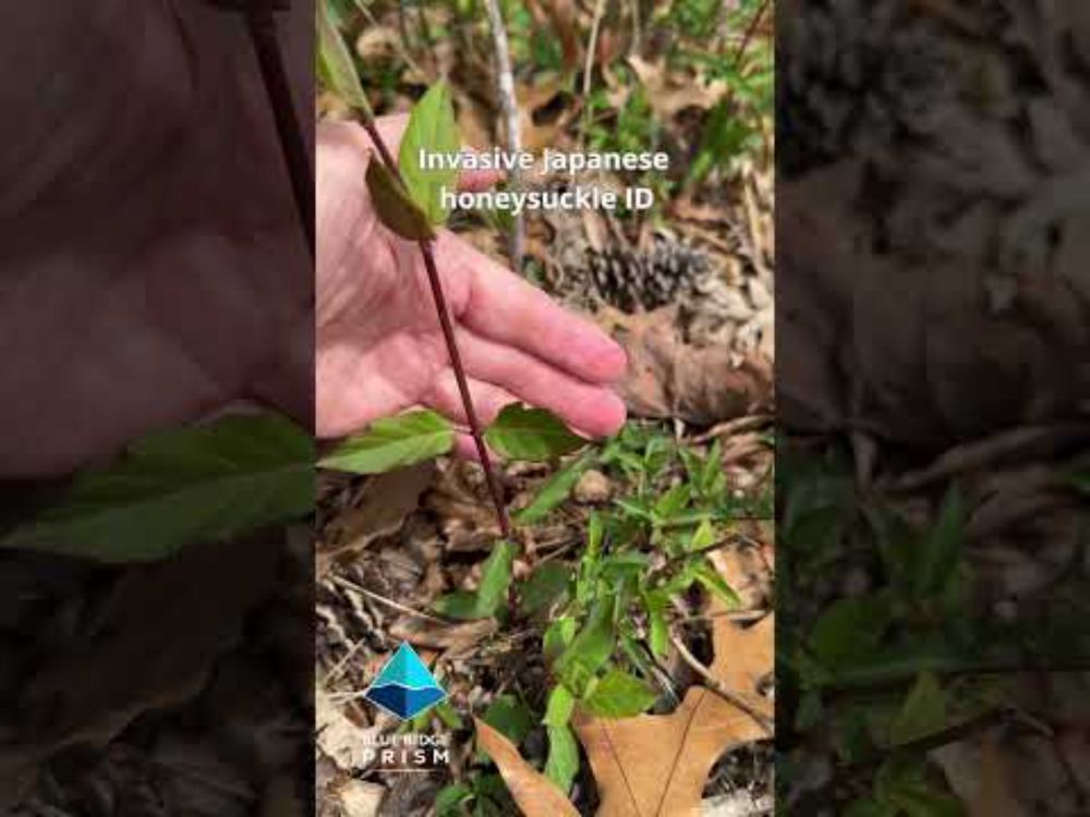 Invasive Japanese honeysuckle ID part 1