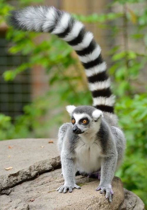 Ring-tailed Lemur (Lemur Catta)