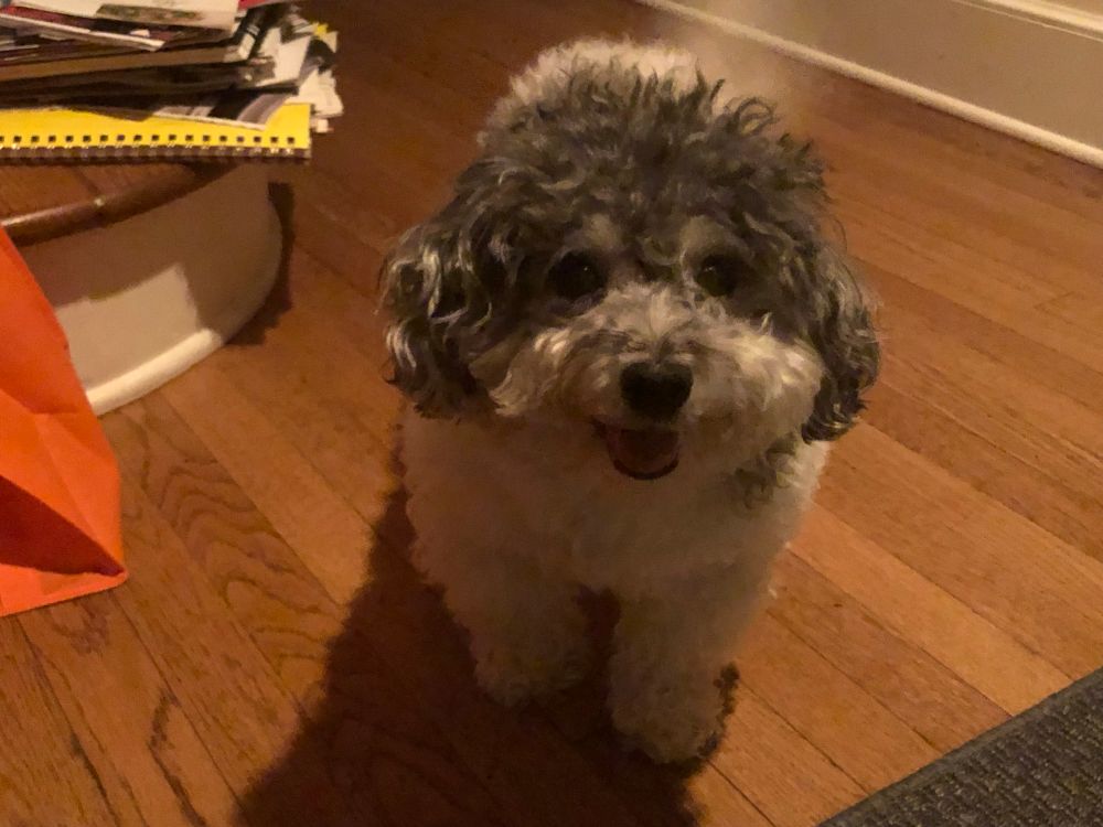 my dog matilda next to the stairs smiling