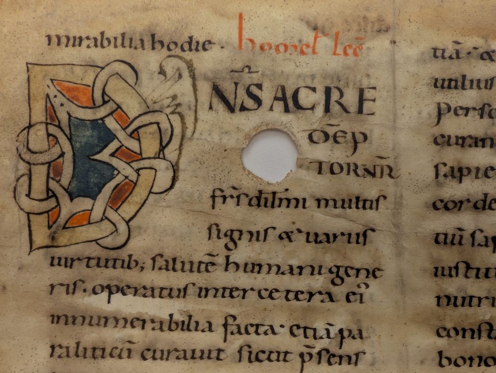 Decorated initial "D" with white vinework elements in an 11th-century Homiliary manuscript from Italy now at the Ohio State University's Rare Books & Manuscripts Library.
