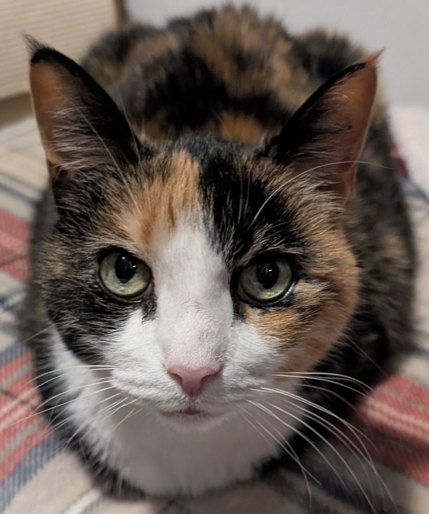 The world's most beautiful cat, Olive, in loaf shape, reposing on o footstool, in all her calico glory.