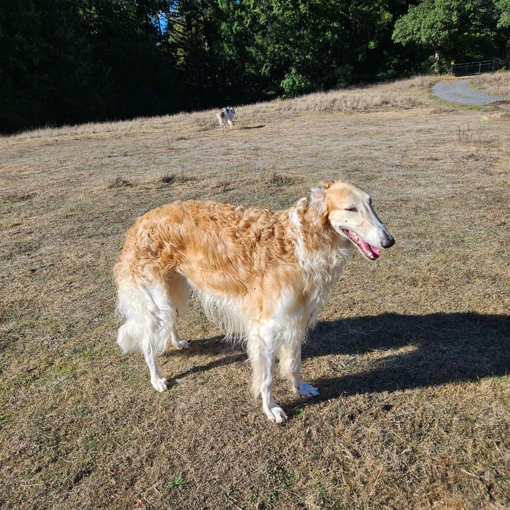 He stands happily in a dry pasture 